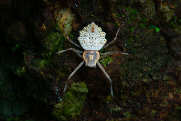 Ornamental tree trunk spider Herennia multipuncta on a mossy forest rock, with dark mood 