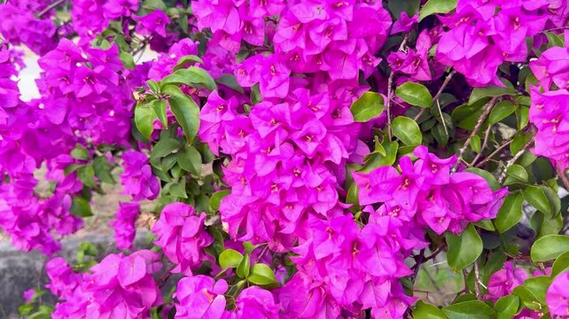 Close up of beautiful blooming paper flower (Bougainvillea glabra) in margenta color. The lesser bougainvillea blossom in summer season.
