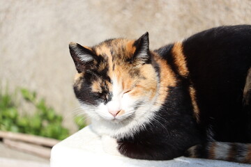 三毛猫