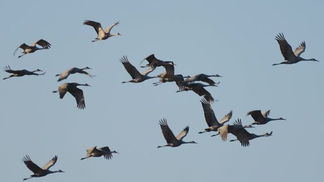 Slow motion shot of a flock of cranes flying in a clear sky