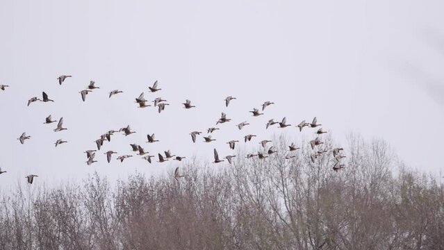 Slow motion shot of a flock of cranes flying in a clear sky