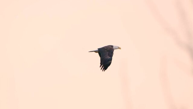 Slow motion footage of bald eagle flying in a dusk sky over the trees in the woods at sunset
