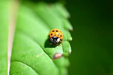 a ladybug is sitting on top of a leaf