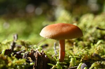 a mushroom on the ground covered with moss and other plants