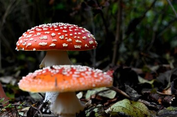 the mushroom has many small dots on it's head
