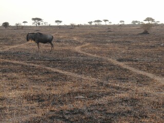 a cow standing on a dirt covered field in the middle of the day
