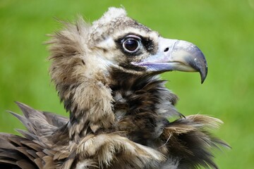 Close-up of a beak of a Griffon vulture bird against a green background
