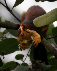 Great Malabar Giant Squirrel on tree having cashew fruit.