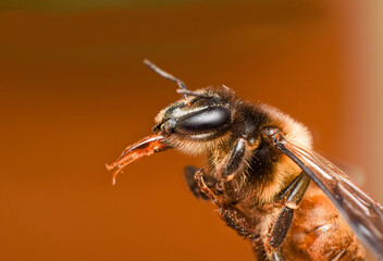 macro close up of a honey bee on an isolated background.