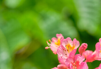 Pink Rhododendron flowers in bloom