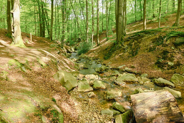 Beautiful view of the forest of la G&eacute;ronst&egrave;re
