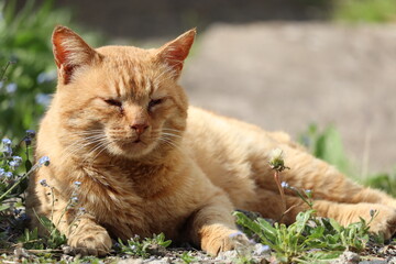 日向ぼっこする猫