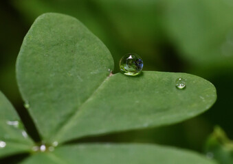 water drops on a leaf