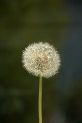 Obraz premium dandelion on a green background