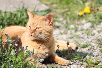 日向ぼっこする猫