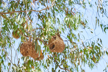 Safari, bird and nest in tree or environment of forest habitat and nature ecology with sky in summer. Natural, biodiversity and indigenous plants with burrow on branch or leaves as shelter in jungle