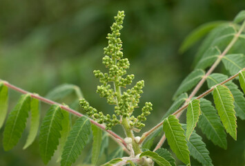 Flower of sumac or sumach (Rhus coriaria) in spring season