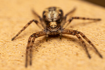 huntsman spider close-up, eyes of a brown spider. Philodromidae, also known as philodromid crab spiders. Eating its pray a fly