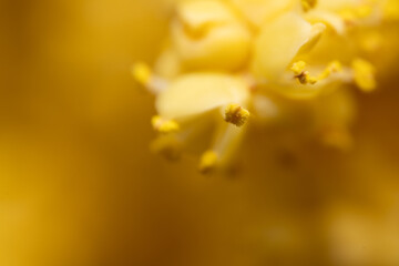 Fototapeta premium The flowers of palm trees grow on an inflorescence. flowering stem, a special branch which carries a great number of tiny flowers