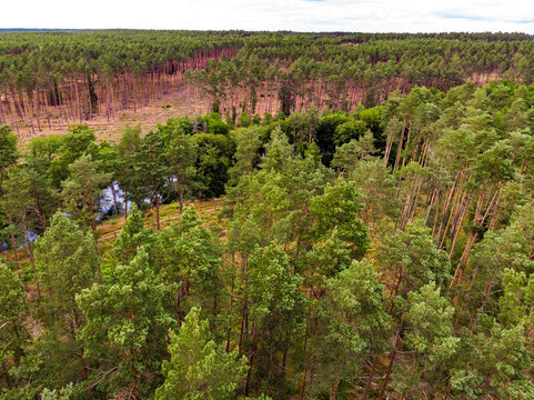 Tuchola forest in Poland. Aerial view