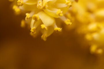 Fototapeta premium The flowers of palm trees grow on an inflorescence. flowering stem, a special branch which carries a great number of tiny flowers