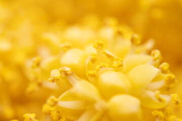 The flowers of palm trees grow on an inflorescence. flowering stem, a special branch which carries a great number of tiny flowers