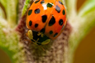 macro closeup ladybug on leaf. A tiny red ladybug with delicate black spots crawling on a leaf, ladybird