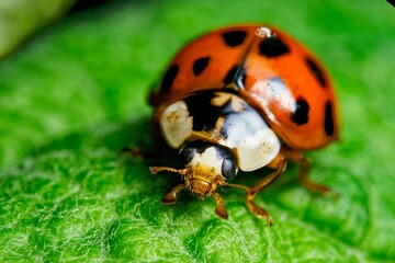 macro closeup ladybug on leaf. A tiny red ladybug with delicate black spots crawling on a leaf,...