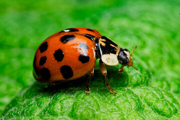 macro closeup ladybug on leaf. A tiny red ladybug with delicate black spots crawling on a leaf, ladybird
