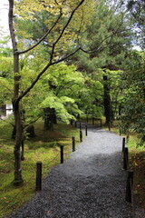 Moss garden in Seiryoji Temple, Kyoto, Japan