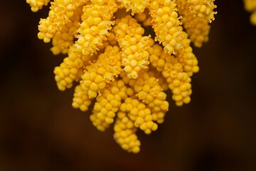 The flowers of palm trees grow on an inflorescence. flowering stem, a special branch which carries a great number of tiny flowers