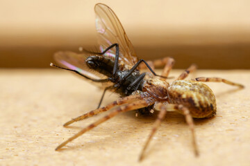 Eating a large fly. Huntsman spider close-up, eyes of a brown spider. Philodromidae, also known as philodromid crab spiders.