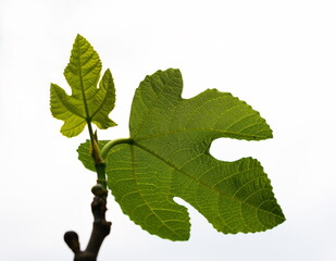 fig leaf in the garden