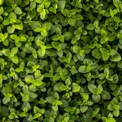 Oregano texture background, origanum vulgare green leaves pattern, wild marjoram banner, sweet marjoram