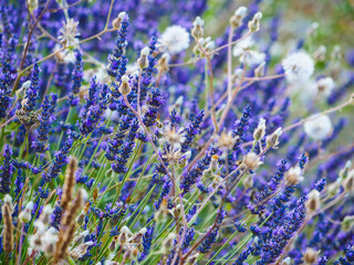 Lavender fields in bloom in Provence