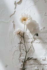Two white flowers in a vase on a white wall. Suitable for home decor ideas