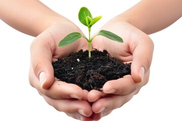 Plant in hands isolated, young sprout, new plant growing in soil, organic farming, environment care, earth day