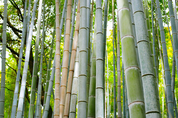 Arashiyama Bamboo Forest, Bamboo Grove Kyoto, Japan