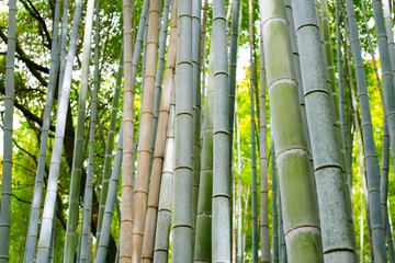 Fototapeta premium Arashiyama Bamboo Forest, Bamboo Grove Kyoto, Japan