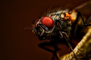 Detailed close-up macro of a shiny golden greenbottle fly sitting on a leaf. Domestic fly. close up...