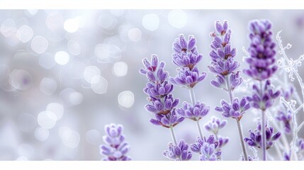 Fototapeta premium Soft Lavender Flowers Against a Bright White Frosty Background, Delicate Winter Bloom