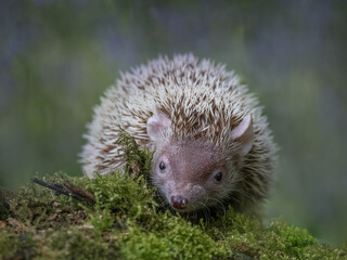 Lesser Hedgehog Tenrec