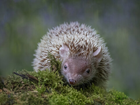 Lesser Hedgehog Tenrec