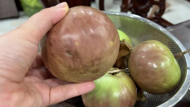 Chrysophyllum cainito Also known cainito, caimito, tar apple, star apple, purple star apple, golden leaf tree, abiaba, pomme de lait Golden leaf tree. Star apple fruits
