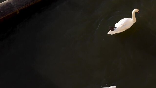 Swans swimming on the Seine River in Paris, France