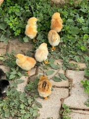 chicks