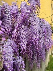 Blooming wisteria (wisteria or wysteria, lilac flowers) close up