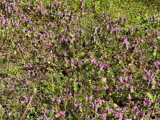 field of flowers