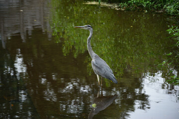 久留米市中央公園のサギ
