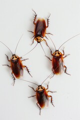 Image of cockroaches gathered on a white surface. Suitable for pest control or cleanliness concepts
